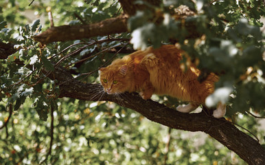 cat