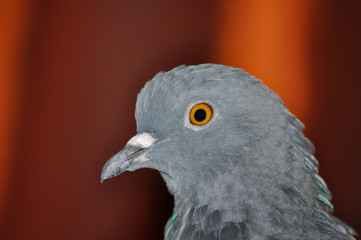 Pigeon head close-up