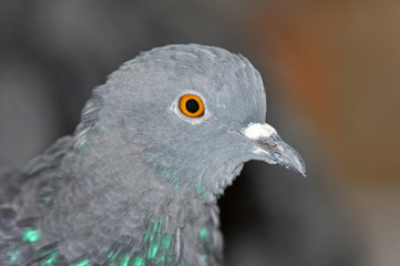 Pigeon head close-up