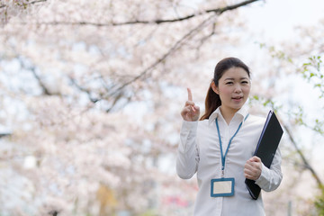 Fototapeta premium OL 桜