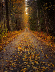 gravel road with autumn leaves