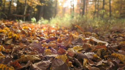 Colorful fallen Leaves in sunlight - Forest in Autumn/Fall