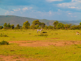 Obraz premium Kenya, Africa. Landscapes, Wildlife and Safari