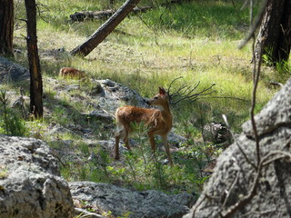 Reh in der Wildnis