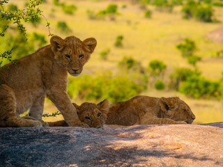 Kenya, Africa. Landscapes, Wildlife and Safari