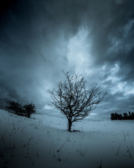 monochrome image of a tree standing in a hill with snow