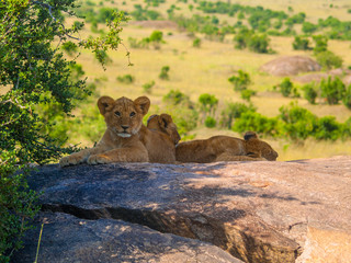 Kenya, Africa. Landscapes, Wildlife and Safari