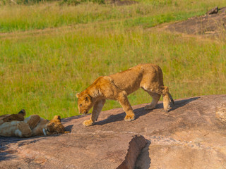 Kenya, Africa. Landscapes, Wildlife and Safari