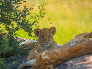 Kenya, Africa. Landscapes, Wildlife and Safari