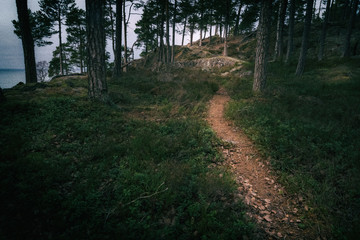 a brown path in the green forest