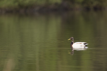 Wild duck swimming in water