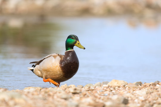 Wild duck swimming in water