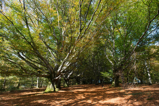Trees at the Mont Gargan