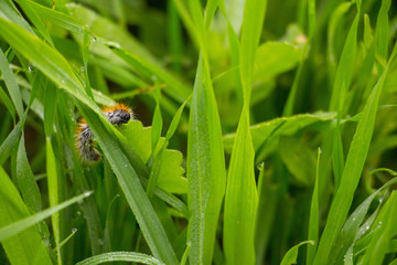 Caterpillar macro shot on grass
