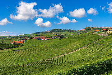 Fototapeta na wymiar Green vineyards under blue sky with white clouds in Italy.