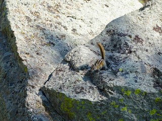 Streifenhörnchen auf einem Fels