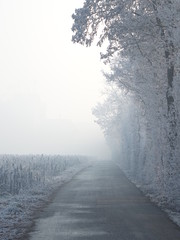 Winterliche Allee