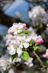 Apfelbaumblüte in Südtirol