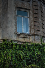 ivy under window