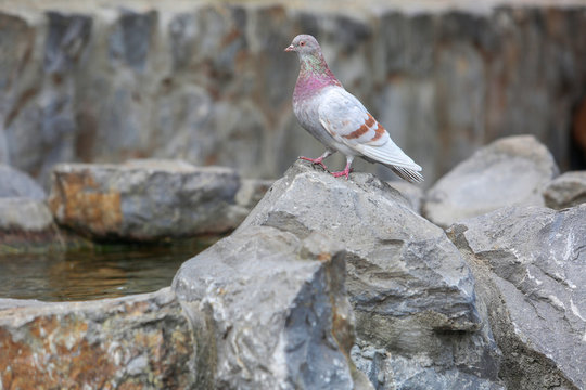 Dove standing on big rock