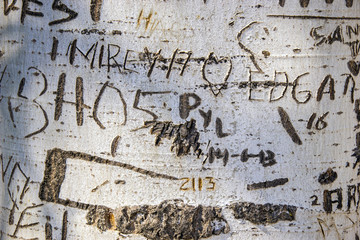 Texture of a tree bark written with some graffiti