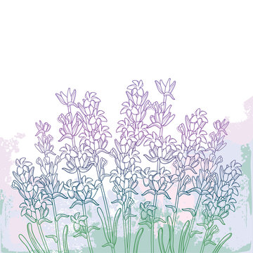 Vector bouquet with outline Lavender flower bunch, bud and leaves on the textured pastel violet background. Ornate fragrance Lavender herb in contour style for summer decor.