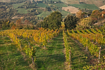 Bertinoro, FC, Emilia Romagna, Italy: landscape of the countryside with vineyards