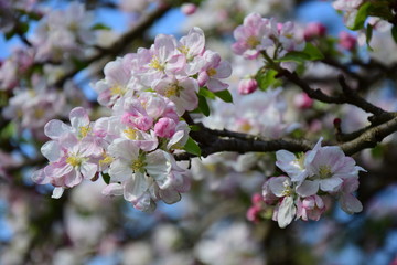 Apfelbaumblüte in Südtirol