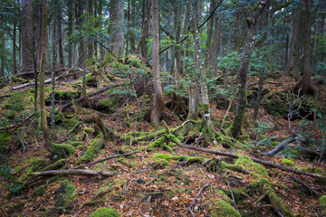 Aokigahara, moss forest in Japan