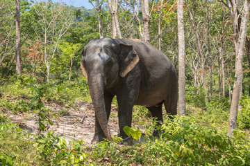 Fototapeta na wymiar Elephant enjoying their retirement in a rescue sanctuary