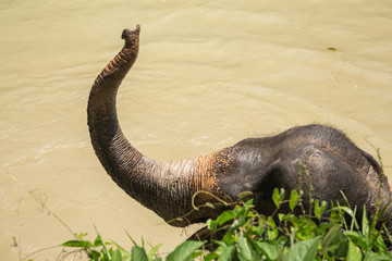 Obraz premium Elephant enjoying their retirement in a rescue sanctuary