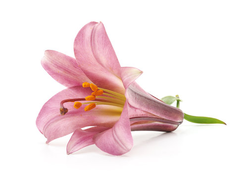 One pink lily.