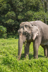 Elephant enjoying their retirement in a rescue sanctuary