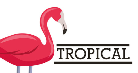pink flmaingo bird exotic tropical white background vector illustration
