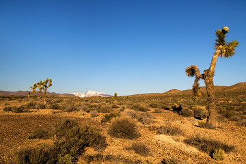 Desert landscape with bush, shrubs and cactuses, view of the snowy mountain range Sierra Nevada