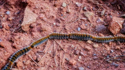Caterpillars in the row