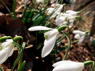 Snowdrops 
