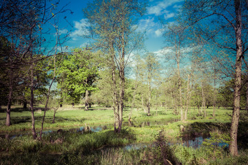 Meander cutoff of The Bug River, Poland