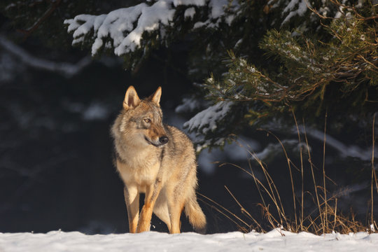 Fototapeta Wolf im Winter