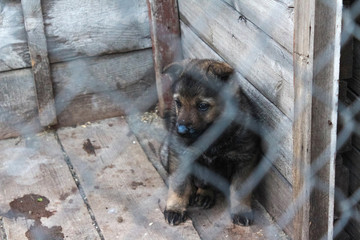 Sad German sheepdog puppy alone in a cage