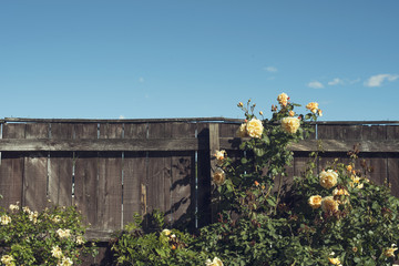 Rosas amarillas junto a valla de madera bajo un cuelo azul despejado