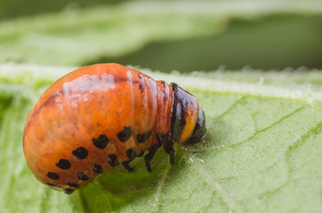 Red larva of the Colorado potato beetle eats potato leaves