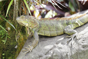 huge green iguana sitting on a stone