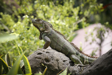 green iguana keeping an eye out