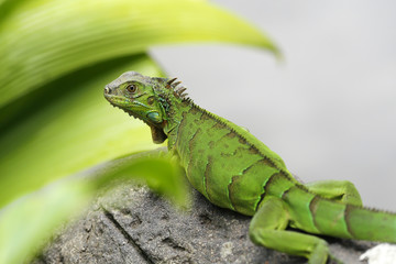 beautiful green iguana on a stone