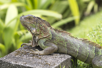 green iguana with huge crawls