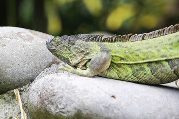 close up of green iguana