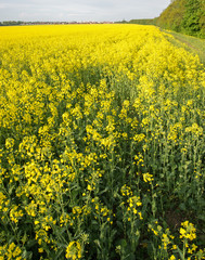 rapeseed field near big city