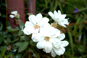 many flowers, large open, white roses.  Grow in the garden.