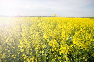 rapeseed field near big city